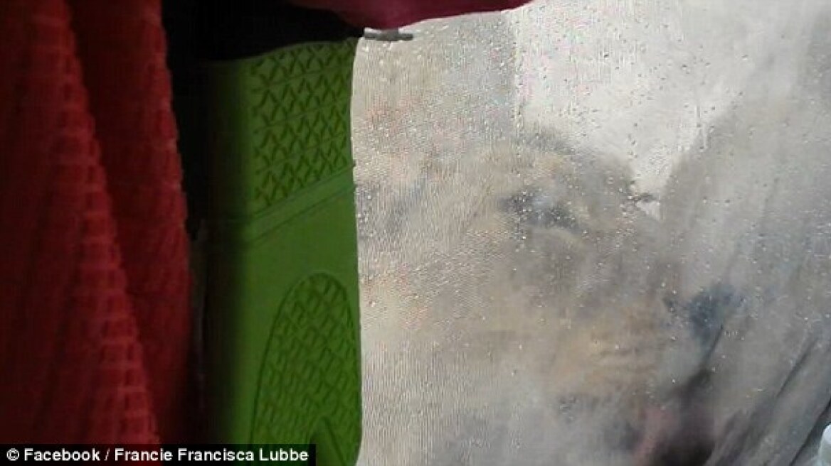 Απίστευτο βίντεο: Τουρίστες κρατούν την ανάσα τους ενώ... λιοντάρια γλείφουν τη σκηνή τους
