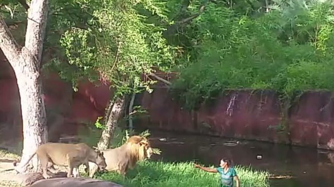 Απίστευτο βίντεο: Μπήκε στο κλουβί με τα λιοντάρια «για να τα χαιρετίσει»