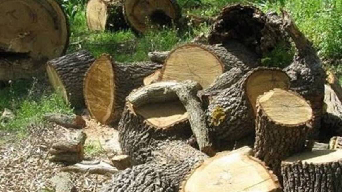 Λαθροϋλοτόμοι έκοψαν μισό τόνο ξύλα στη Φλώρινα