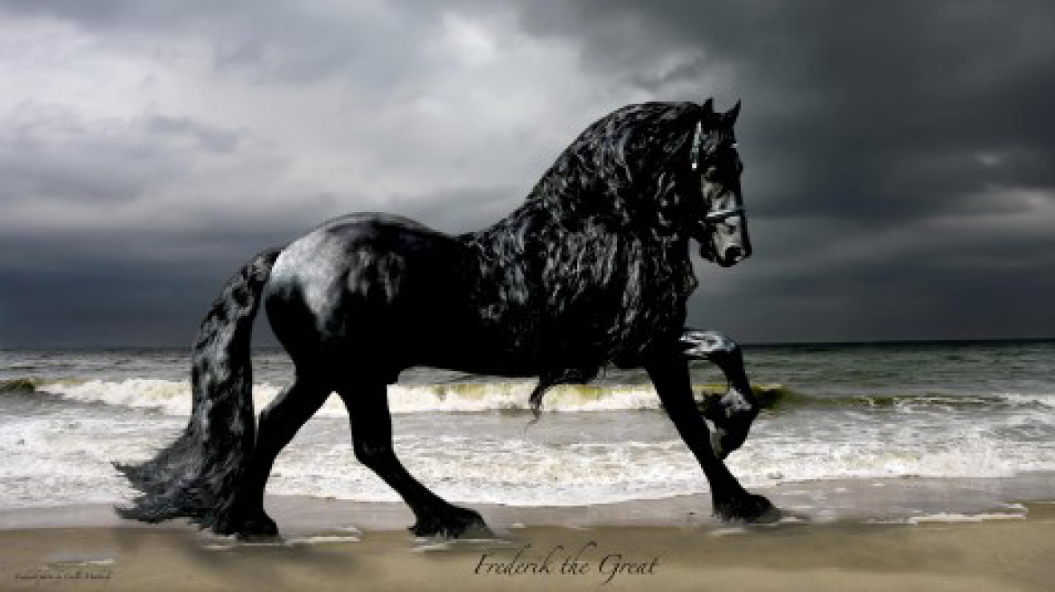 Is this the most beautiful horse in the world? (photos+video)