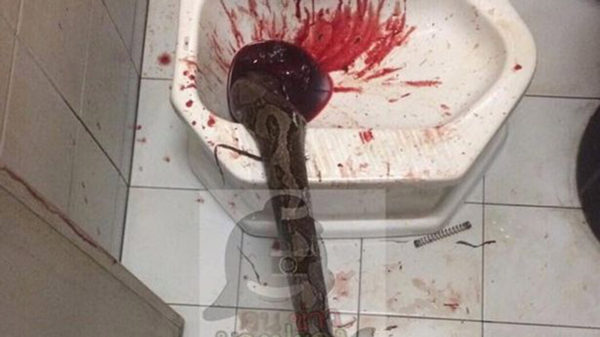 Python bites man on the penis while he’s on the toilet (warning: graphic content)