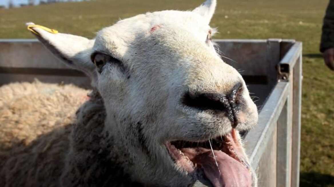Ουαλία: Τα πρόβατα βόσκησαν κάνναβη, την... «άκουσαν» και ξεσήκωσαν το χωριό
