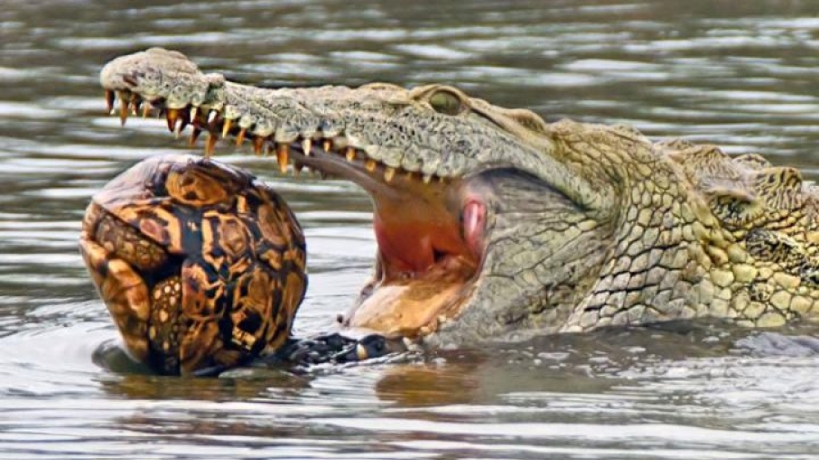 Πεινασμένοι κροκόδειλοι μάχονται να κατασπαράξουν χελώνα που έχει κρυφτεί στο κέλυφος της