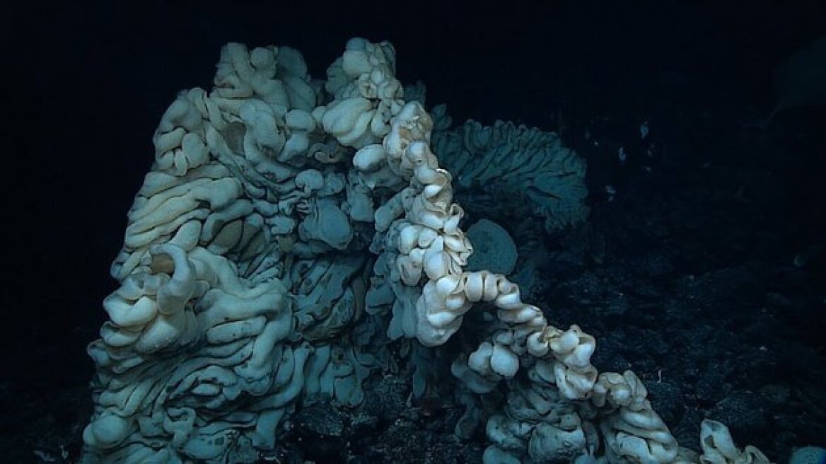 Το μεγαλύτερο θαλάσσιο σφουγγάρι του κόσμου βρέθηκε στη Χαβάη - Δείτε βίντεο