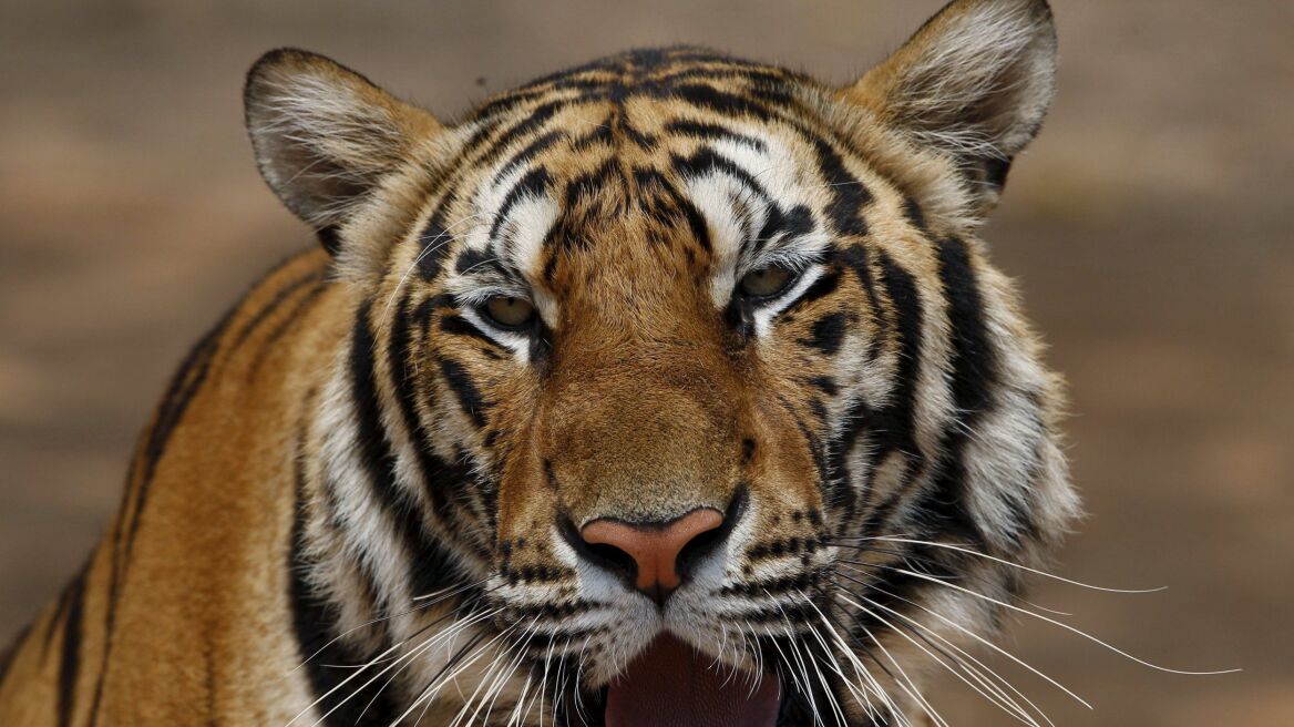 Ταϊλάνδη: Βουδιστικός ναός εξέτρεφε τίγρεις και τις πουλούσε