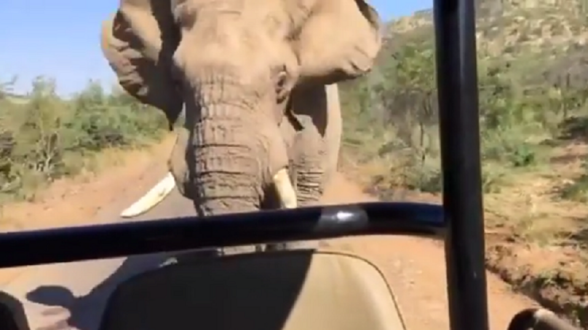 Βίντεο: Ο Σβαρτσενέγκερ πήγε για σαφάρι και του επιτέθηκε ελέφαντας!
