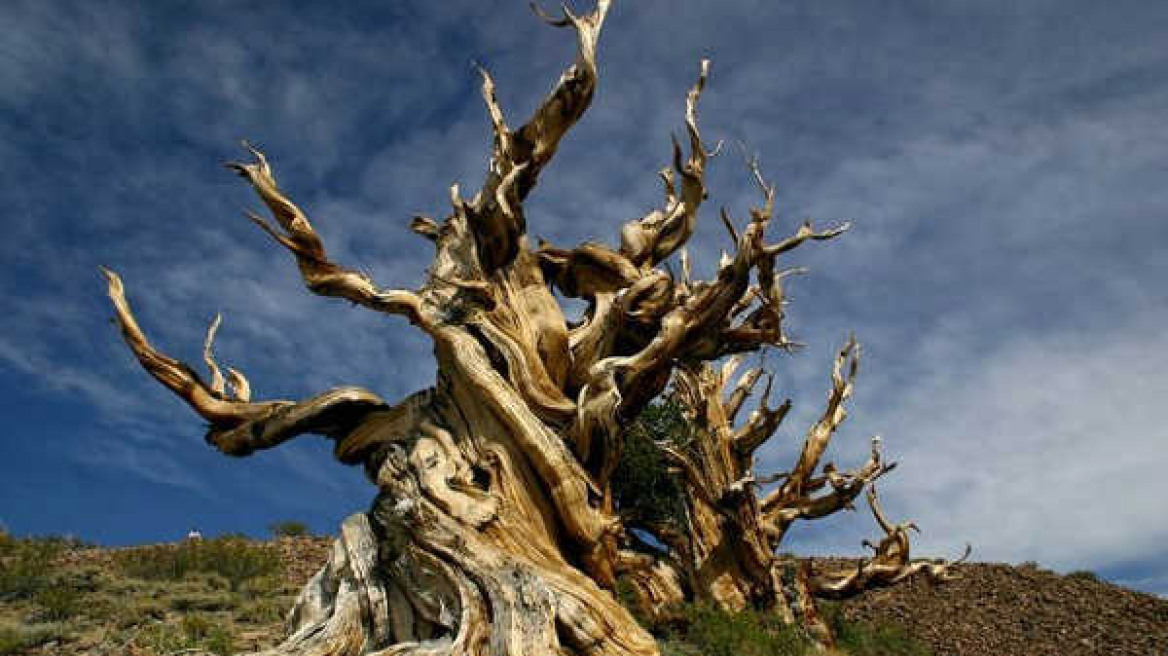 Τα οκτώ γηραιότερα δέντρα στον κόσμο