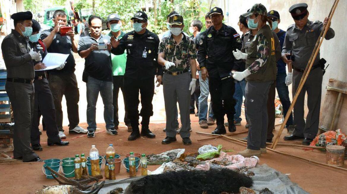 Κτηνωδία στο βουδιστικό ναό της Ταϊλάνδης: Βρέθηκαν 40 κατεψυγμένα τιγράκια!