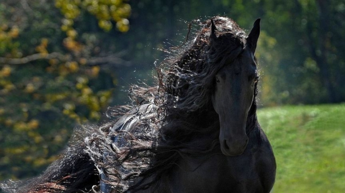  Είναι αυτό το πιο όμορφο άλογο στον κόσμο;