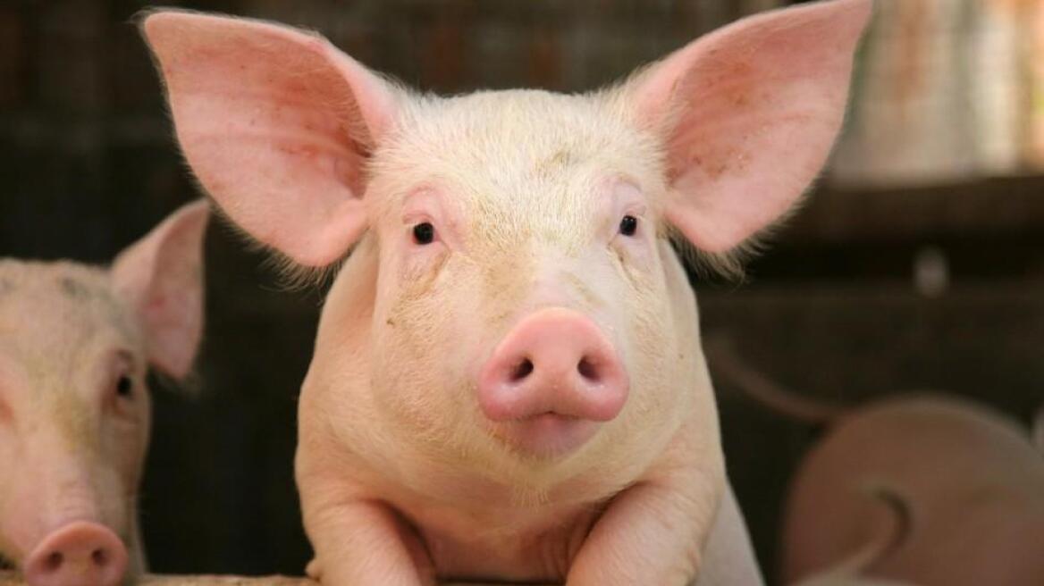Επιστήμονες αναπτύσσουν ανθρώπινα όργανα σε γουρούνια!