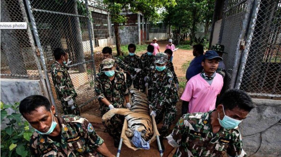 Ταϊλάνδη: Οι αρχές ανακάλυψαν το σφαγείο του «Ναού της Τίγρης»