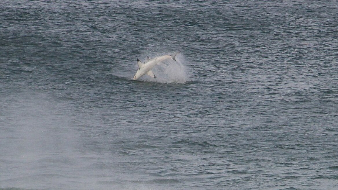 Φωτογραφίες για Πούλιτζερ: Λευκός καρχαρίας κάνει εντυπωσιακό άλμα έξω από το νερό
