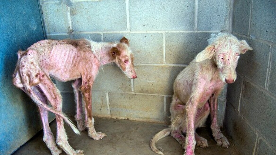 Shocking: Starved dogs thrown from a moving van by cruel owners (pics+vid)