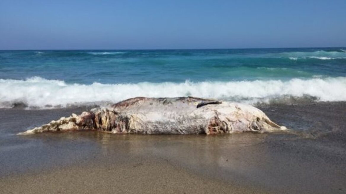 Dead whale washed up near Ierapetra, Crete (pics+vid)