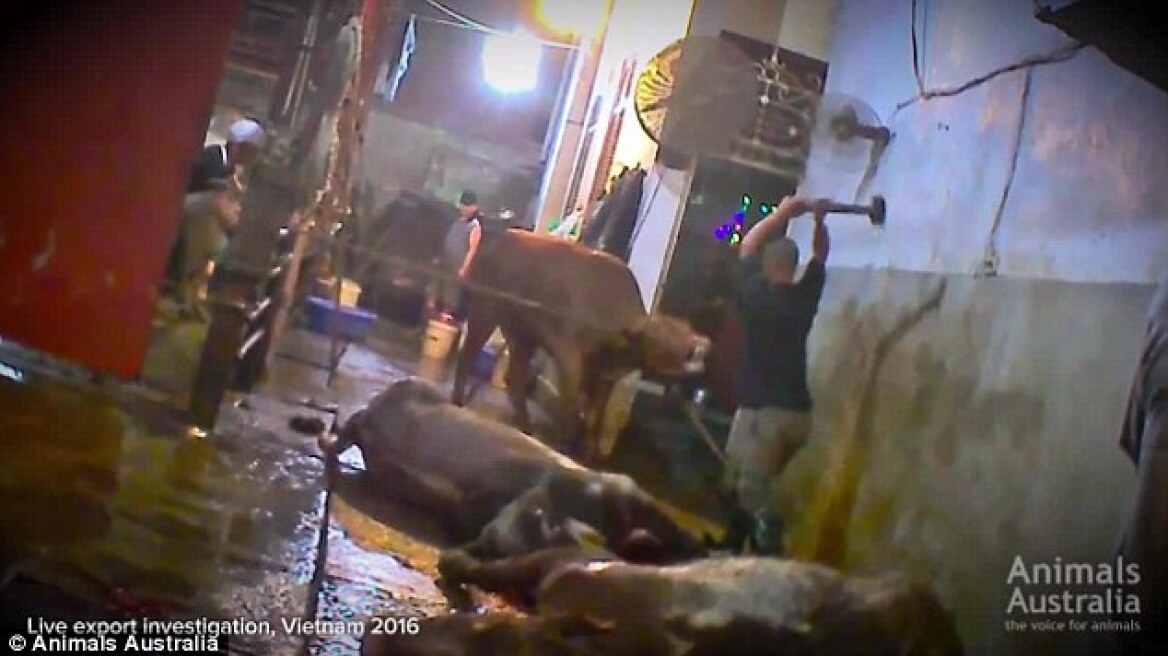 Shocking video: Man repeatedly beats a cow with a sledgehammer (warning: graphic content)