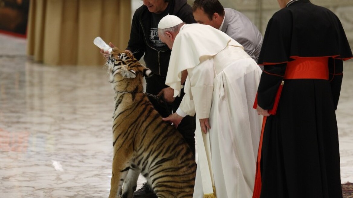 Βίντεο: Όταν ο Πάπας Φραγκίσκος τρόμαξε από μια τίγρη