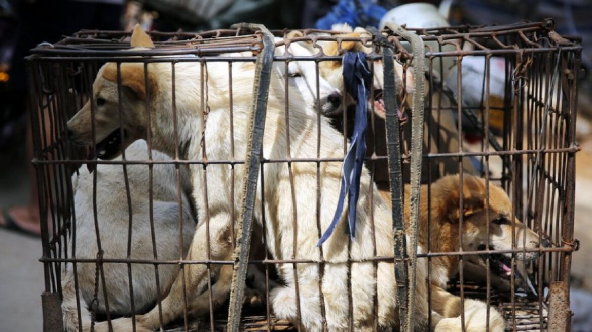Σκληρές εικόνες: Χιλιάδες σκύλοι περιμένουν τη σφαγή τους για το φεστιβάλ Γιουλίν στην Κίνα