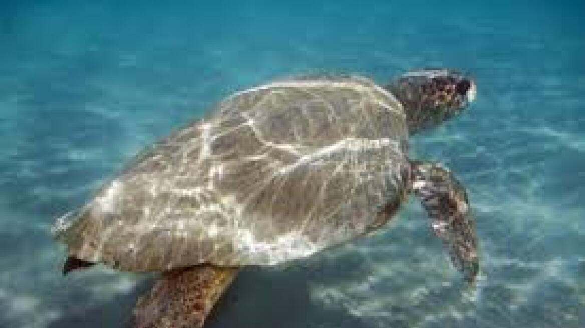 Ζάκυνθος: Γέμισαν χελώνες καρέτα - καρέτα οι παραλίες του νησιού
