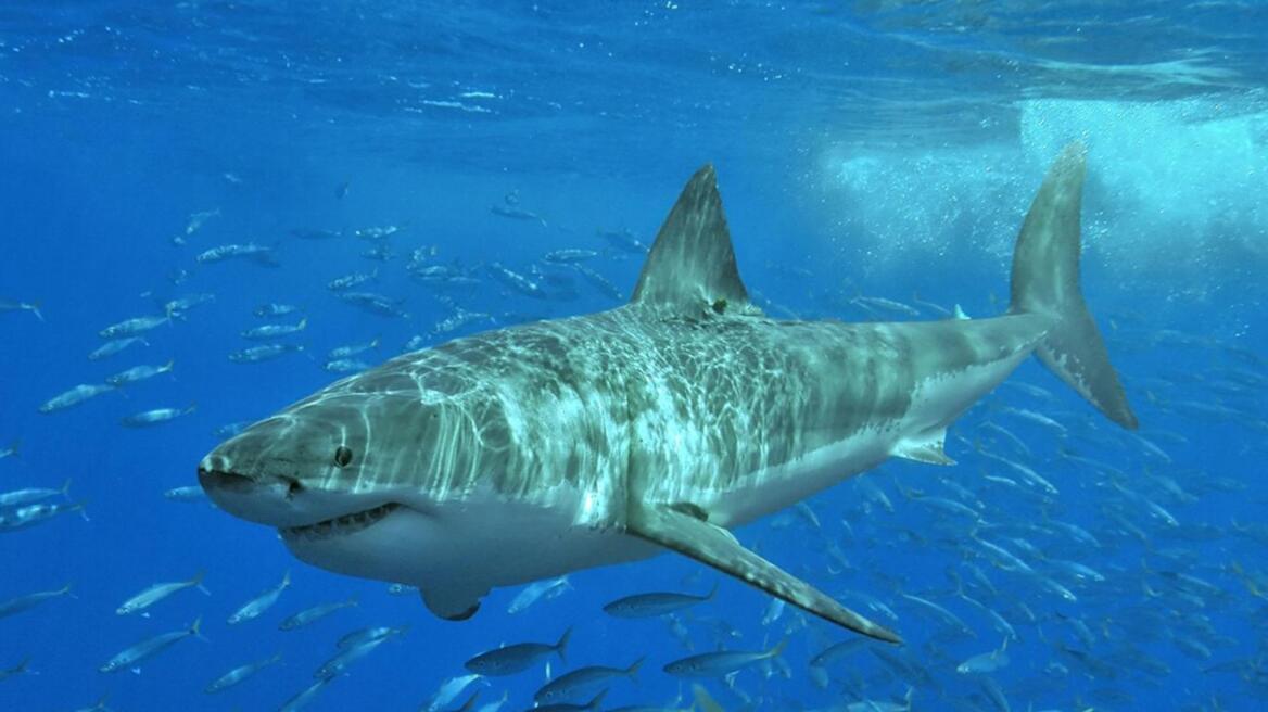 Επιστήμονες καταγράφουν για πρώτη φορά μεγάλο λευκό καρχαρία να κοιμάται 