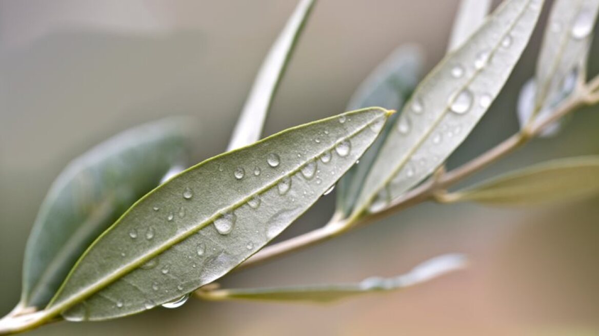 Researchers completely decode olive genome