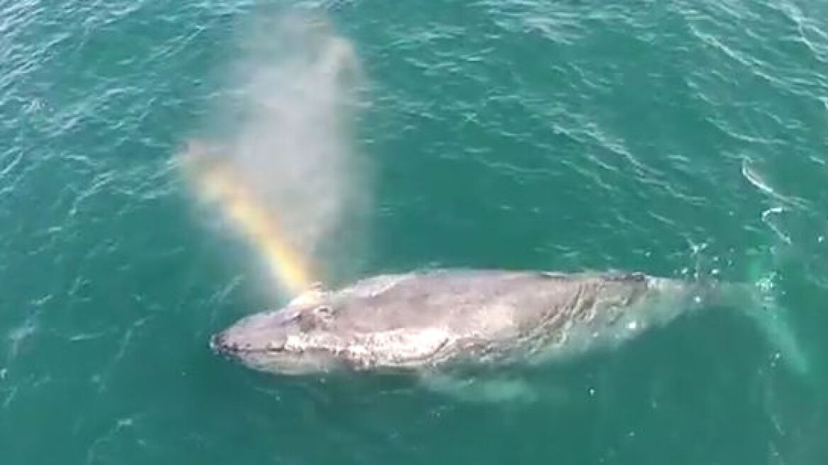Εκπληκτικό βίντεο: Φάλαινα δημιουργεί ουράνιο τόξο με τον φυσητήρα της