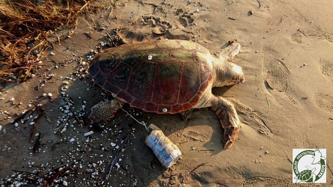 Απίστευτη κτηνωδία: Έδεσαν μπουκάλι με τσιμέντο σε καρέτα-καρέτα για να πεθάνει αργά
