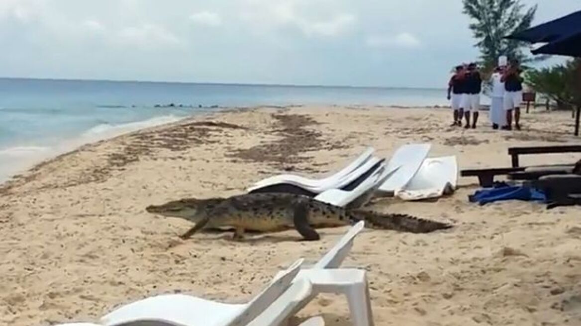 Βίντεο: Κροκόδειλος περπατά σε παραλία ανάμεσα στους τουρίστες!