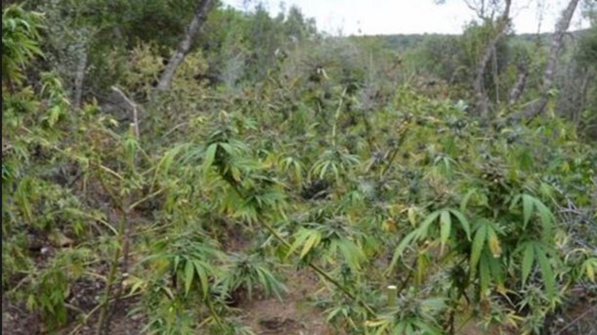 Ρέθυμνο: Φυτεία με 376 δενδρύλλια κάνναβης εντόπισαν οι αρχές στον Μυλοπόταμο