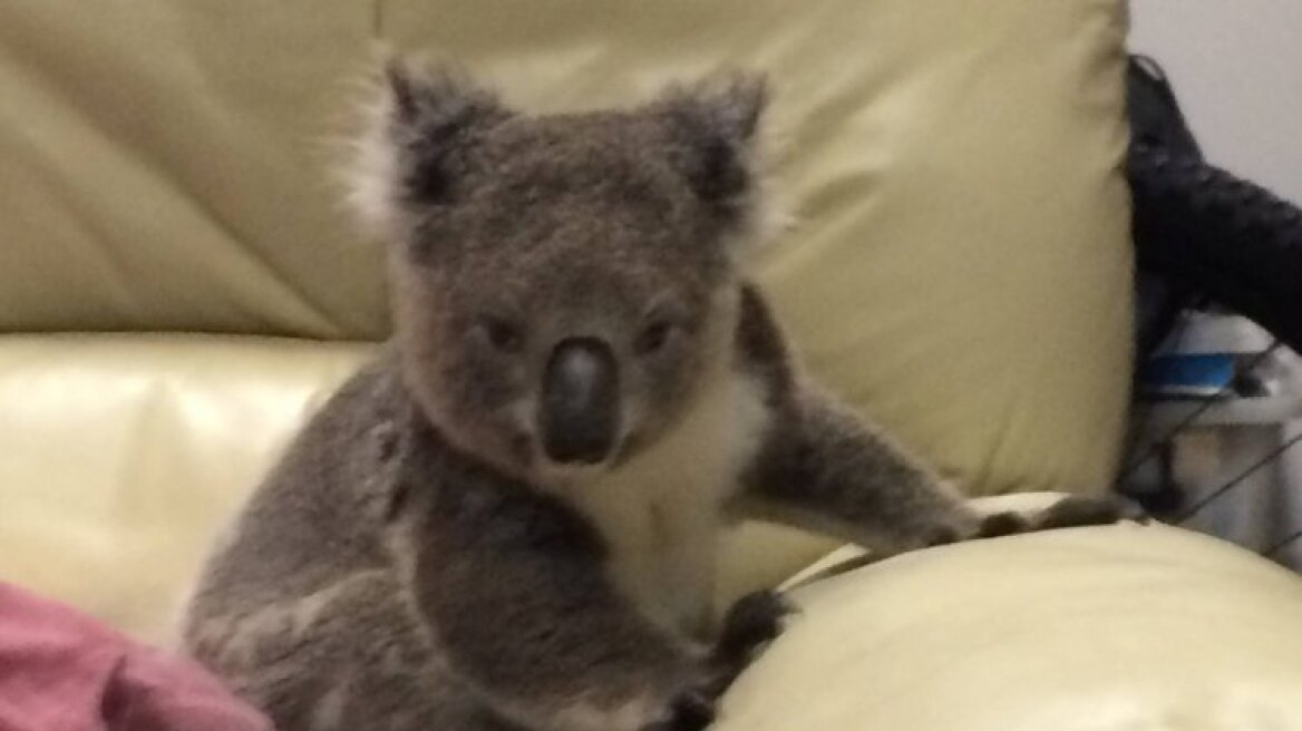 Αυστραλία: Βρήκε στον καναπέ της ένα... κοάλα!