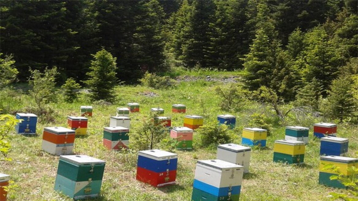 Σπάρτη: Ένας 49χρονος βρήκε τον τρόπο να παράγει μέλι δίχως κόστος