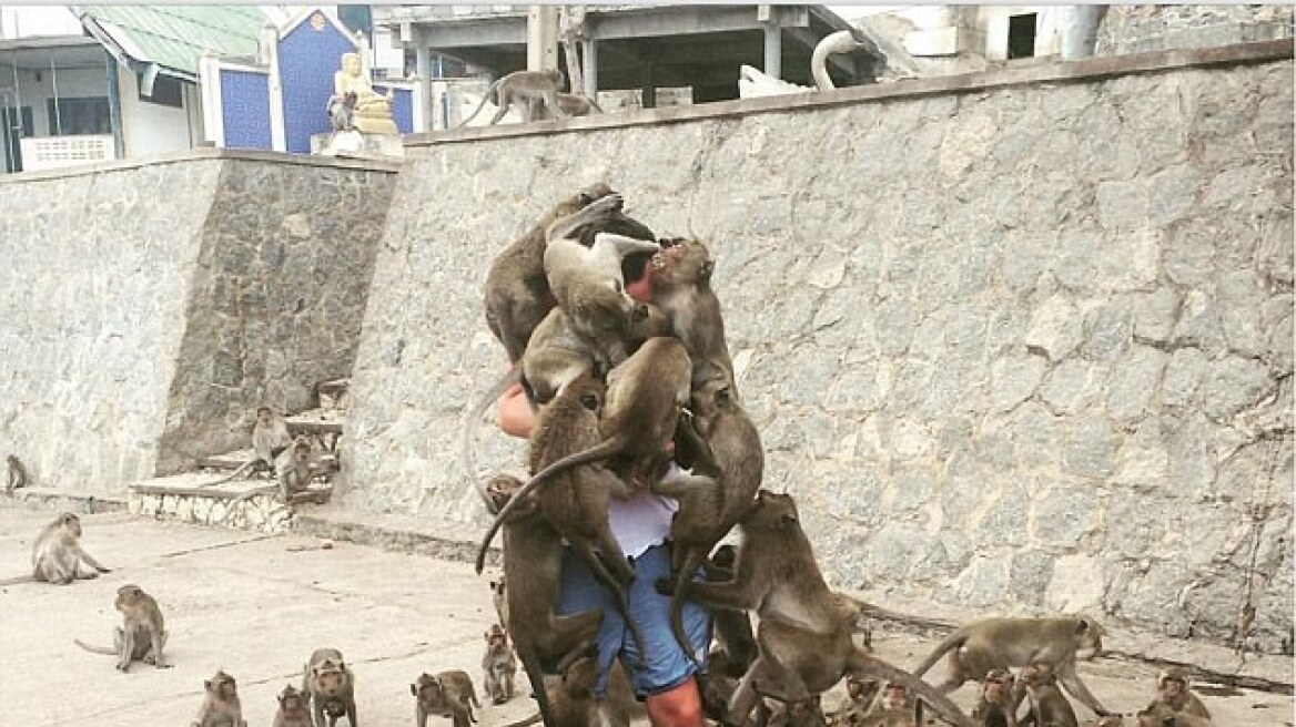Φωτογραφία: Γι' αυτό λένε στους τουρίστες να μην ταΐζουν τα πιθηκάκια!