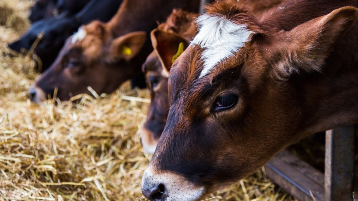Συναγερμός σε Καλάβρυτα και Αιγιάλεια για κρούσμα οζώδους δερματίτιδας σε βοοειδή