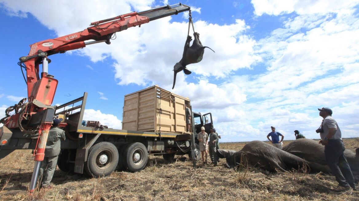 Μαλάουι: Μεταφέρουν τους ελέφαντες με φορτηγά και... γερανούς