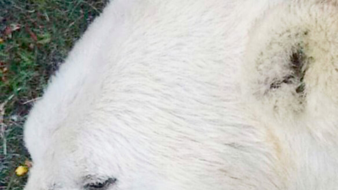 Ισλανδία: Οικογένεια ποζάρει για selfies με... νεκρή πολική αρκούδα!
