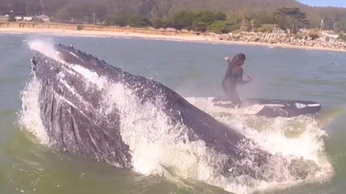 Εντυπωσιακό βίντεο: Παίζει φλάουτο, κάνει paddleboarding και μια φάλαινα υψώνεται μπροστά της