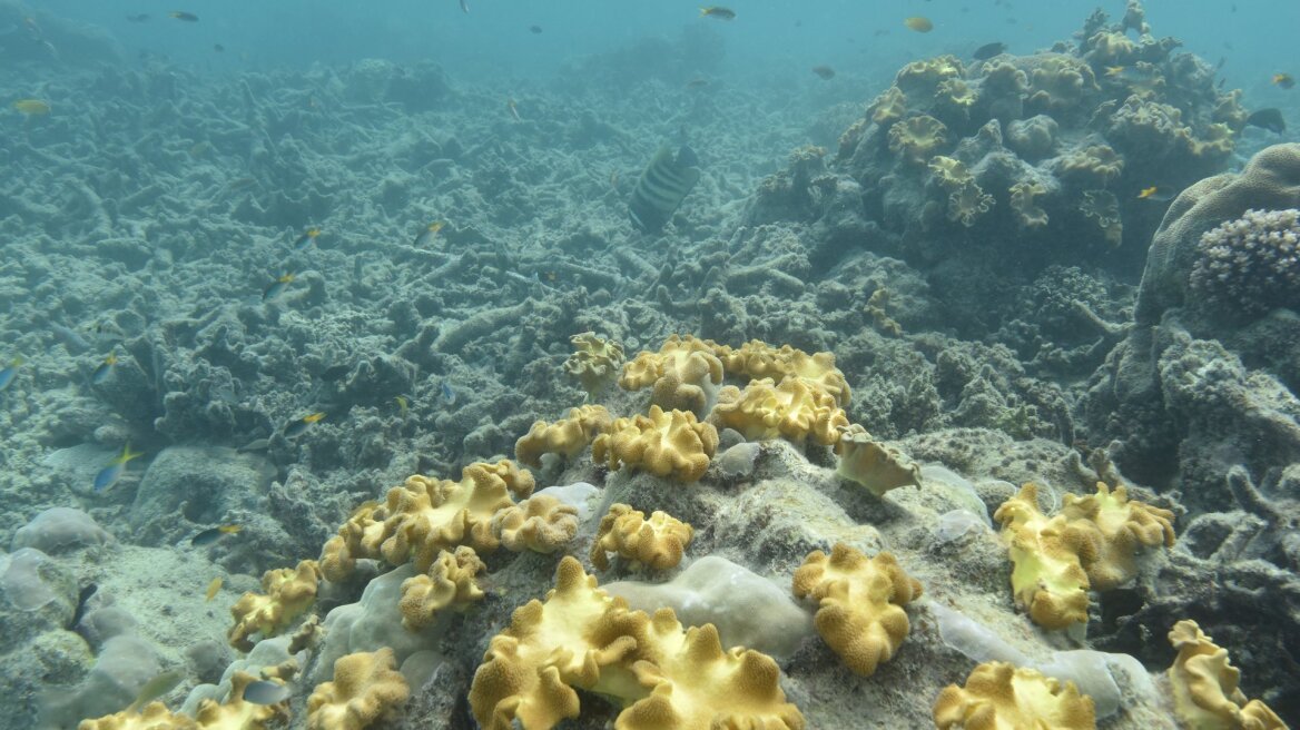 Αυστραλία: Εξαφανίζονται τα ψάρια από τον Μεγάλο Κοραλλιογενή Ύφαλο