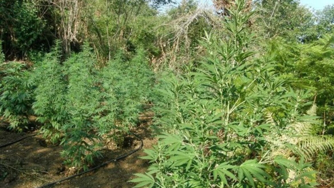Μεσσηνία: Εντοπίστηκε «ορφανή» φυτεία χασίς με 141 δενδρύλλια στην Οιχαλία