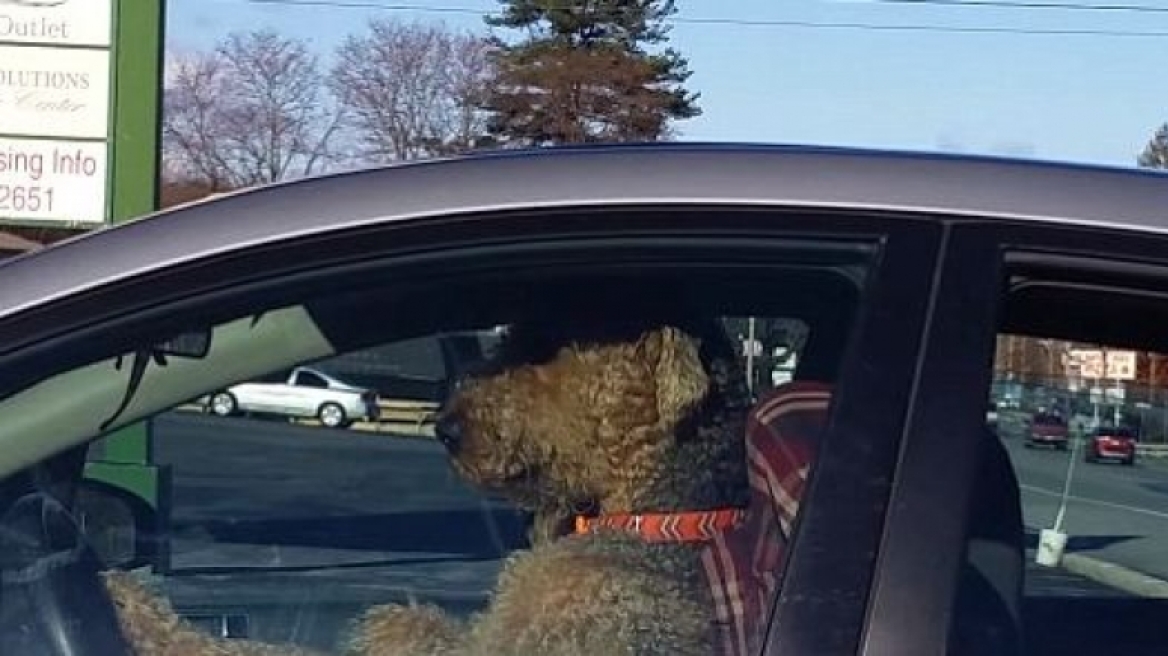 Δείτε τι κάνει αυτός ο σκύλος όταν βαριέται μέσα στο αυτοκίνητο (VIDEO)