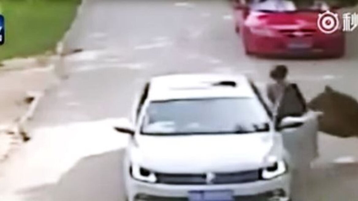 Woman in China mauled to death by tiger (warning: graphic video)