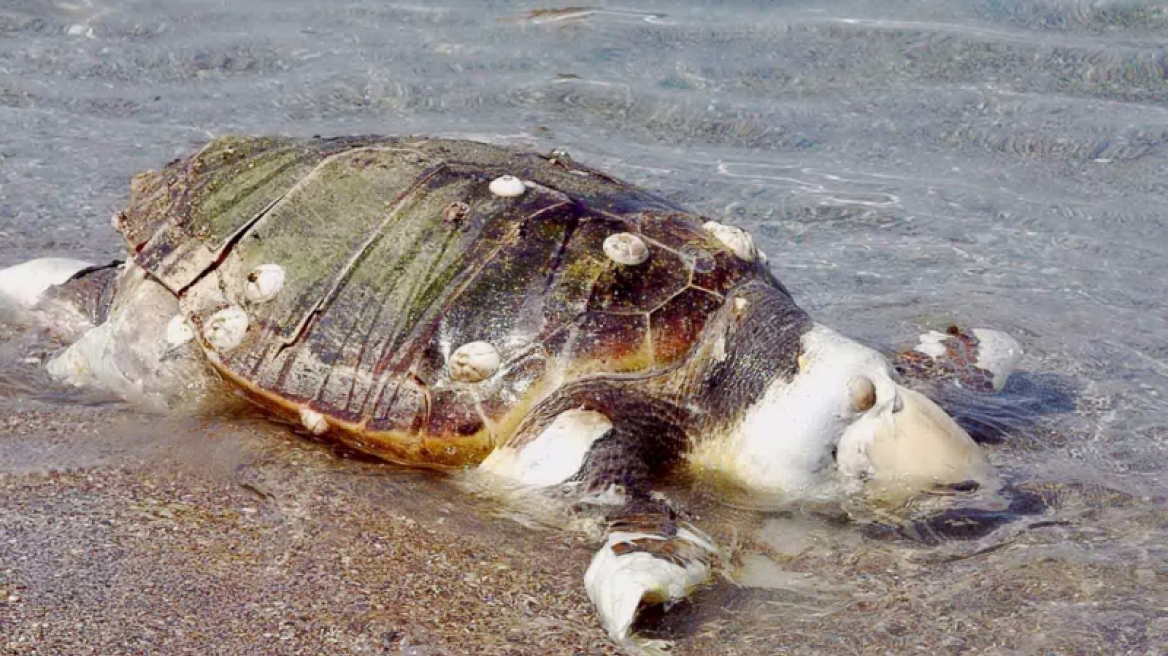 Νεκρές χελώνες καρέτα-καρέτα στην Σαλαμίνα