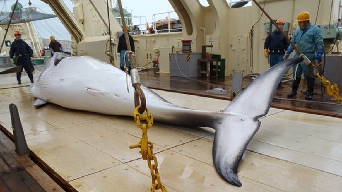 Ιαπωνία: Σφάζουν και ξεκοιλιάζουν φάλαινες στο βωμό της επιστήμης