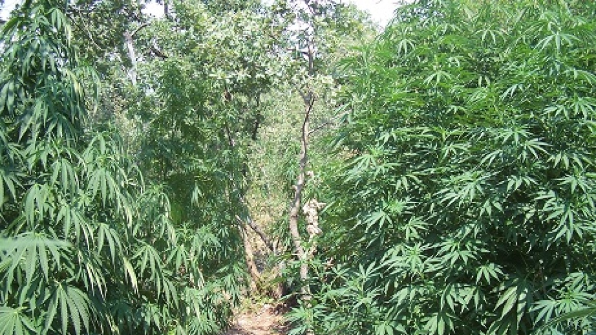 Φυτεία με 414 χασισόδεντρα βρέθηκε στη Μεγαλόπολη