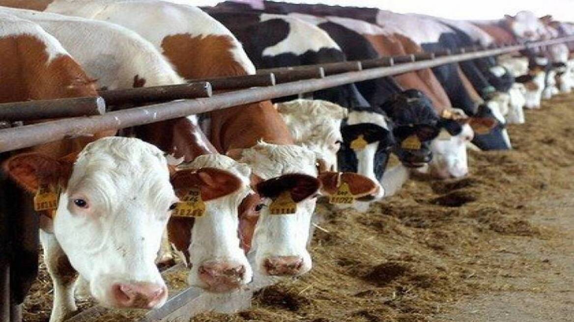 Συναγερμός στη Λήμνο: Θανατώθηκαν πάνω από 30 βοοειδή με οζώδη δερματίτιδα
