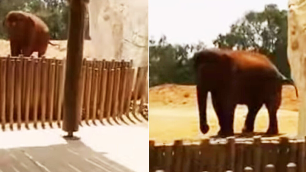 Βίντεο: Τραγικός θάνατος εφτάχρονης σε ζωολογικό κήπο - Της έσπασε το κεφάλι ελέφαντας με πέτρα