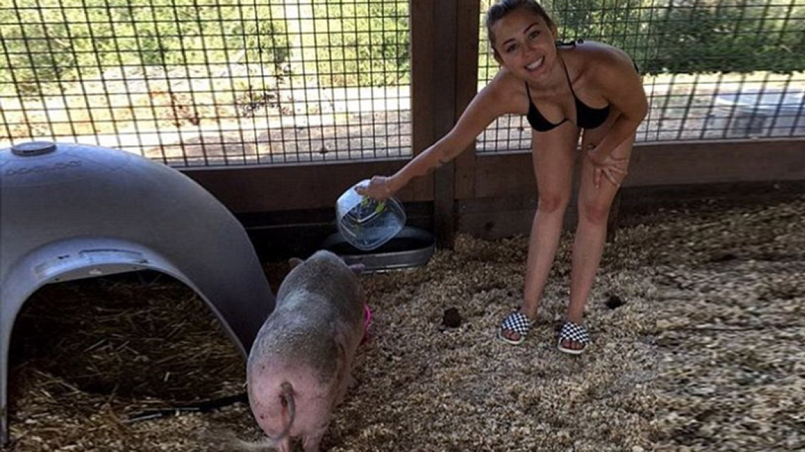Η τρέλα της Miley Cyrus επέστρεψε: Ταΐζει το γουρούνι της με μπικίνι!