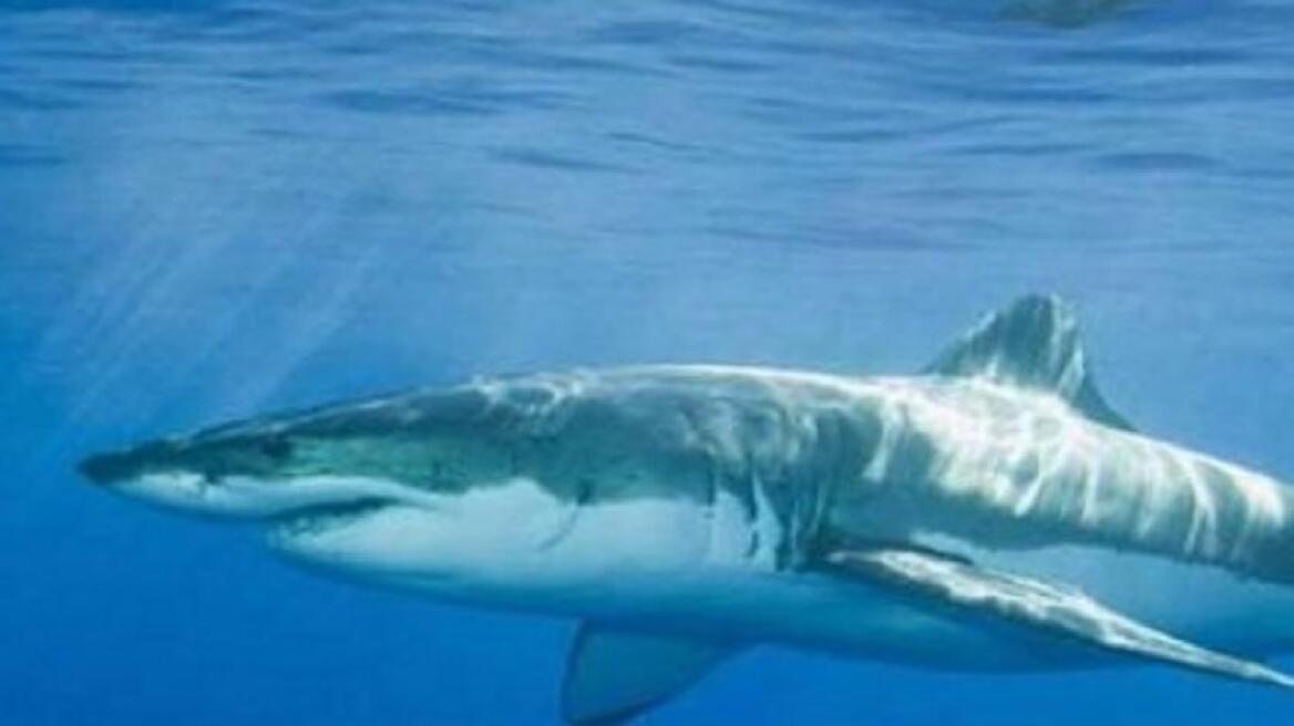 Οι σφυροκέφαλοι καρχαρίες κολυμπούν όπως οι τεμπέληδες άνθρωποι