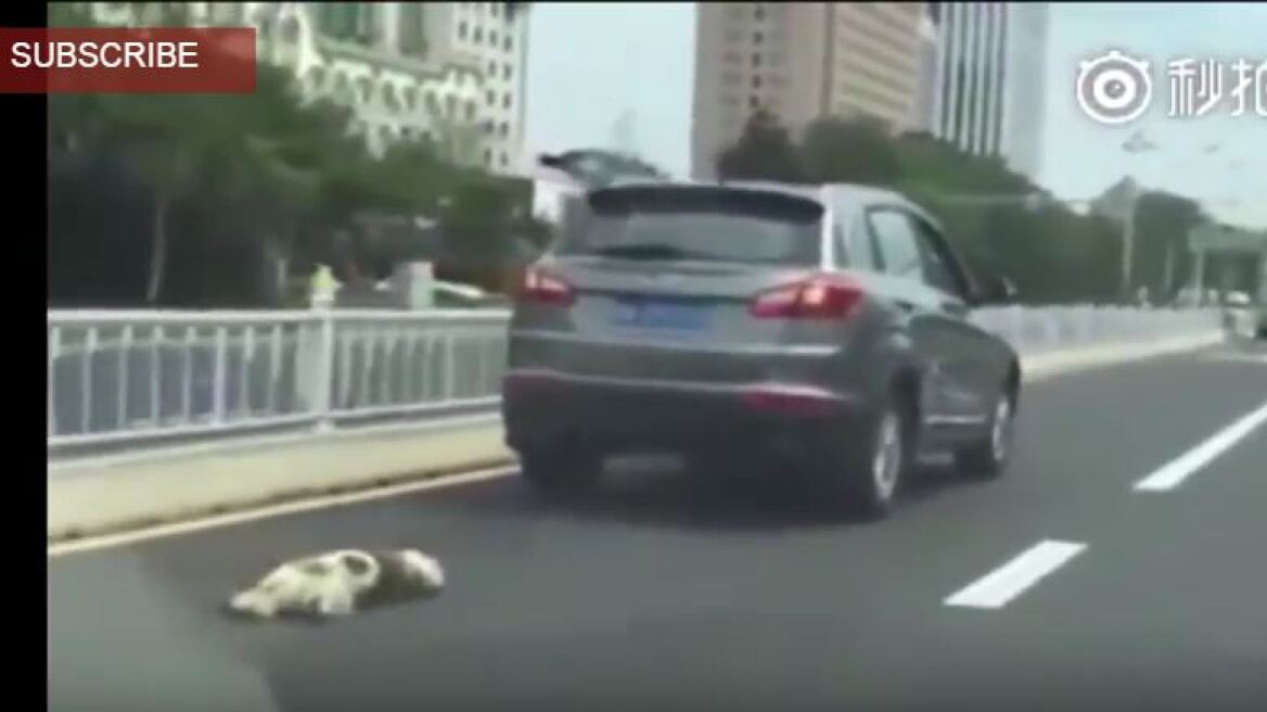 Αγριότητα: Σέρνει το σκυλί του δεμένο στον προφυλακτήρα του αυτοκινήτου