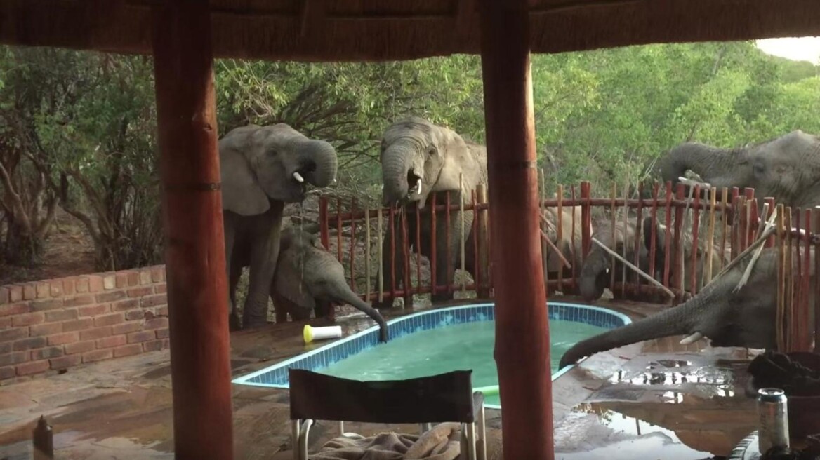 Βίντεο: Κοπάδι ελεφάντων «δροσίζεται» σε πισίνα οικογένειας