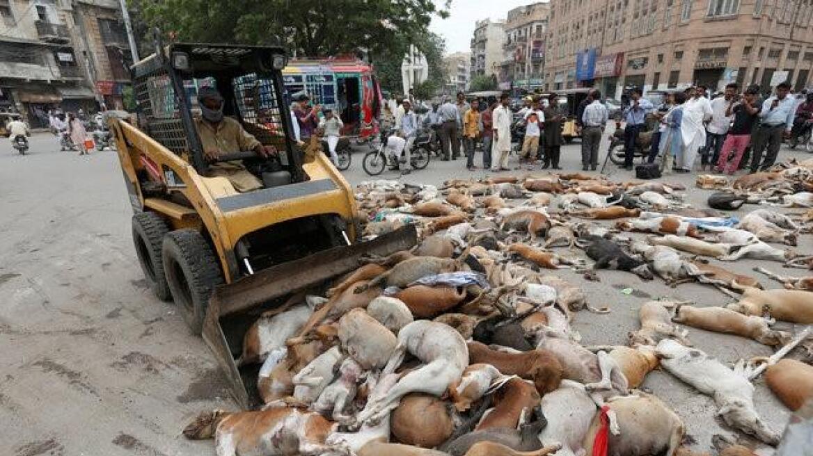 Απίστευτη κτηνωδία: Οι αρχές στο Καράτσι δηλητηρίασαν εκατοντάδες αδέσποτα σκυλιά