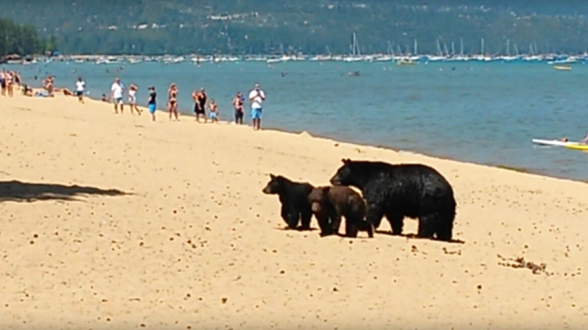 Βίντεο: Μαμά αρκούδα και τα αρκουδάκια της κάνουν μπάνιο σε λίμνη της Καλιφόρνια